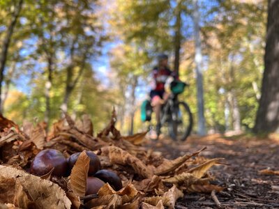 Wenn es ruhig wird entlang der Donau: Donauradweg im Herbst